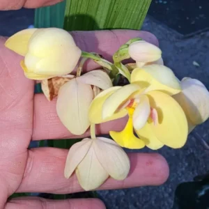 Yellow Ground Orchid Live Plant - Spathoglottis Plicata - 4