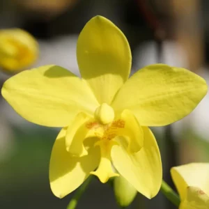 Yellow Ground Orchid Live Plant - Spathoglottis Plicata - 4