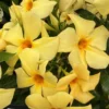 Yellow Mandevilla Plants - Set of 2 Live Vine Plants 4 to 6 Inch Well Rooted Flowering Bush
