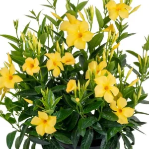 Yellow Mandevilla Plants - Set of 2 Live Vine Plants 4 to 6 Inch Well Rooted Flowering Bush