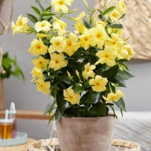 Yellow Mandevilla Plants - Set of 2 Live Vine Plants 4 to 6 Inch Well Rooted Flowering Bush