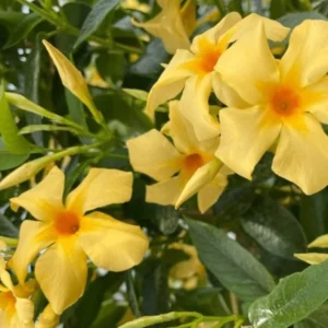 Yellow Mandevilla Plants - Set of 2 Live Vine Plants 4 to 6 Inch Well Rooted Flowering Bush