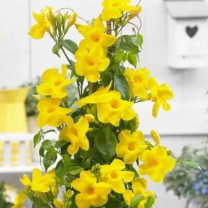 Yellow Mandevilla Plants - Set of 2 Live Vine Plants 4 to 6 Inch Well Rooted Flowering Bush