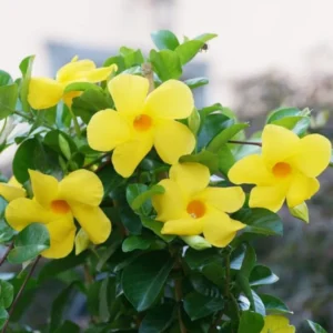 Yellow Mandevilla Plants - Set of 2 Live Vine Plants 4 to 6 Inch Well Rooted Flowering Bush