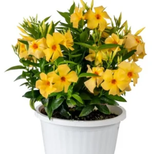 Yellow Mandevilla Plants - Set of 2 Live Vine Plants 4 to 6 Inch Well Rooted Flowering Bush