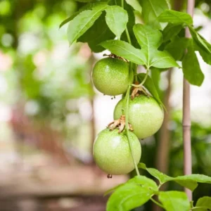 Yellow Passion Plant Live - Passiflora Edulis Flavicarpa - 4 to 6 Inch Patio and Garden Plant