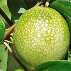 Yellow Passion Plant Live - Passiflora Edulis Flavicarpa - 4 to 6 Inch Patio and Garden Plant