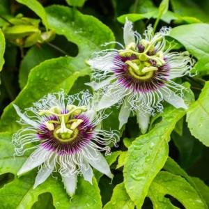 Yellow Passion Plant Live - Passiflora Edulis Flavicarpa - 4 to 6 Inch Patio and Garden Plant