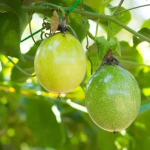 Yellow Passion Plant Live - Passiflora Edulis Flavicarpa - 4 to 6 Inch Patio and Garden Plant