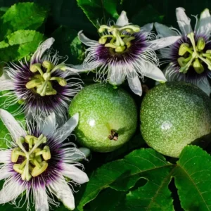 Yellow Passion Plant Live - Passiflora Edulis Flavicarpa - 4 to 6 Inch Patio and Garden Plant