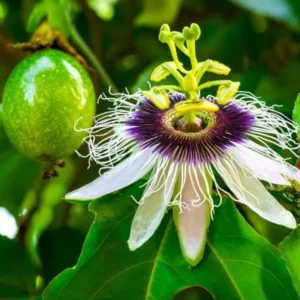 Yellow Passion Plant Live - Passiflora Edulis Flavicarpa - 4 to 6 Inch Patio and Garden Plant