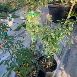 Yellow Rose Plant Rosa Banksiae Lutea Climbing Rose 1-2 Ft 6in Pot