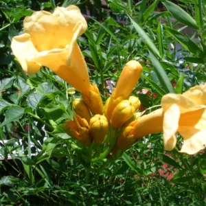 Yellow Trumpet Vine Plant - Campsis radicans Flava - 2.5
