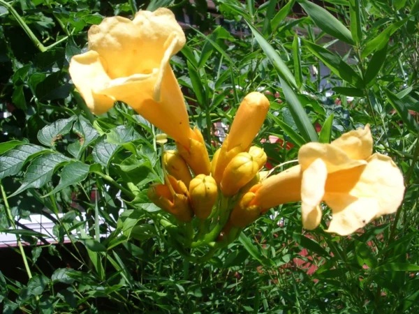 Yellow Trumpet Vine Plant - Campsis radicans Flava - 2.5" Pot - Bright Blooms