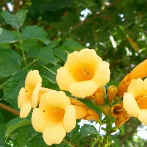 Yellow Trumpet Vine Plant - Campsis radicans Flava - 2.5" Pot - Bright Blooms