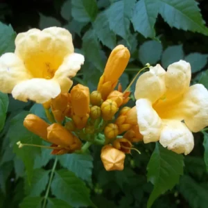 Yellow Trumpet Vine Plant - Campsis radicans Flava - 2.5