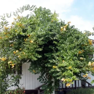 Yellow Trumpet Vine Plant - Campsis radicans Flava - 2.5