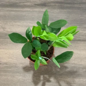 ZZ Plant 3.5 Inch Potted Houseplant - Low Maintenance Air Purifier
