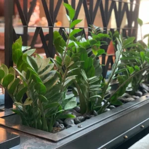 ZZ Plant 3.5 Inch Potted Houseplant - Low Maintenance Air Purifier