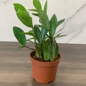 ZZ Plant 3.5 Inch Potted Houseplant - Low Maintenance Air Purifier