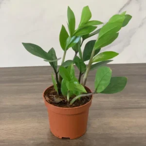 ZZ Plant 3.5 Inch Potted Houseplant - Low Maintenance Air Purifier