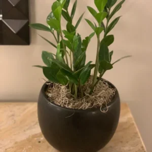 ZZ Plant 3.5 Inch Potted Houseplant - Low Maintenance Air Purifier
