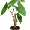 Zebra Alocasia Potted Houseplant - Huge Plant in Ceramic Pot