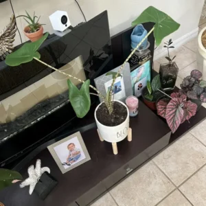 Zebra Alocasia Potted Houseplant - Huge Plant in Ceramic Pot