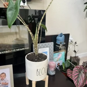 Zebra Alocasia Potted Houseplant - Huge Plant in Ceramic Pot