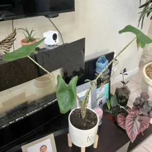 Zebra Alocasia Potted Houseplant - Huge Plant in Ceramic Pot