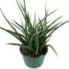 Zebra Snake Plant Houseplant - Easy Care Indoor Plant
