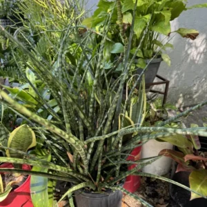 Zebra Snake Plant Houseplant - Easy Care Indoor Plant
