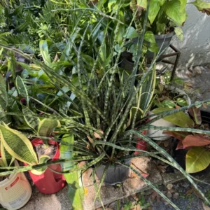 Zebra Snake Plant Houseplant - Easy Care Indoor Plant