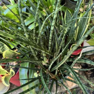 Zebra Snake Plant Houseplant - Easy Care Indoor Plant