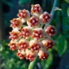 Kerrii Hoya Live Plant - Sweetheart Hoya 5-8 Inch Tall Indoor/Outdoor