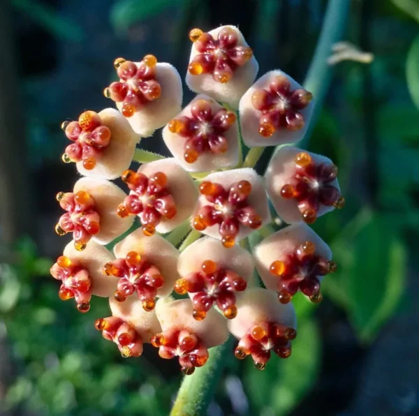 Kerrii Hoya Live Plant - Sweetheart Hoya 5-8 Inch Tall Indoor/Outdoor