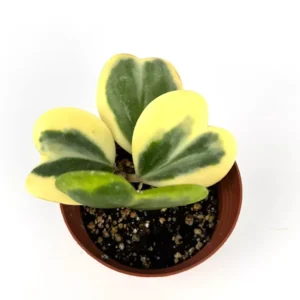 Kerrii Hoya Live Plant - Sweetheart Hoya 5-8 Inch Tall Indoor/Outdoor