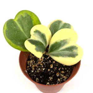 Kerrii Hoya Live Plant - Sweetheart Hoya 5-8 Inch Tall Indoor/Outdoor