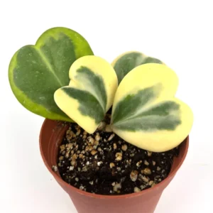 Kerrii Hoya Live Plant - Sweetheart Hoya 5-8 Inch Tall Indoor/Outdoor