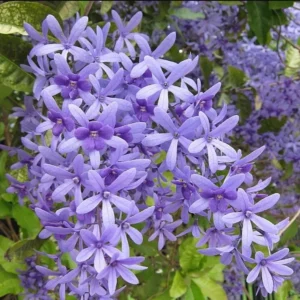 Queens Wreath Vine Live Plant - 4 to 6 Inch Purple Wreath Garden Plant in 4 Inch Pot