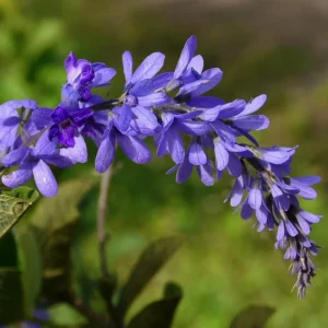 Queens Wreath Vine Live Plant - 4 to 6 Inch Purple Wreath Garden Plant in 4 Inch Pot