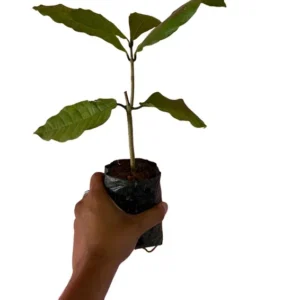 Queens Wreath Vine Live Plant - 4 to 6 Inch Purple Wreath Garden Plant in 4 Inch Pot