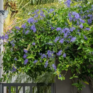 Queens Wreath Vine Live Plant - 4 to 6 Inch Purple Wreath Garden Plant in 4 Inch Pot