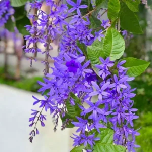 Queens Wreath Vine Live Plant - 4 to 6 Inch Purple Wreath Garden Plant in 4 Inch Pot