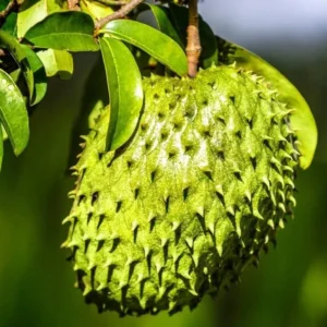 Soursop Tree Live Guanabana Plant - 8 to 12 Inch Tall - 6 Inch Pot