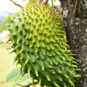 Soursop Tree Live Guanabana Plant - 8 to 12 Inch Tall - 6 Inch Pot