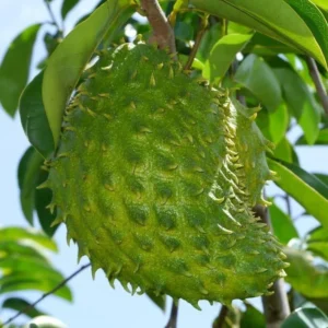 Soursop Tree Live Guanabana Plant - 8 to 12 Inch Tall - 6 Inch Pot
