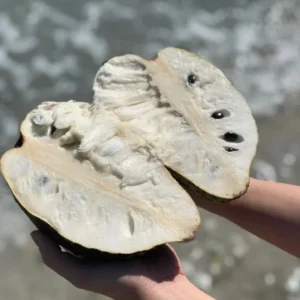 Soursop Tree Live Guanabana Plant - 8 to 12 Inch Tall - 6 Inch Pot