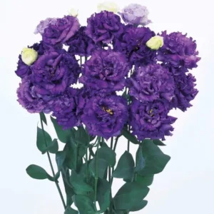 1 Lisianthus Voyage 2 Blue Plug, Live Starter Plant for Planting, Lisianthus Live Plug, Well Rooted Plug, Healthy Starter Plug, 1"-3"Tall
