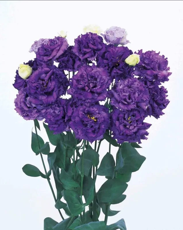 1 Lisianthus Voyage 2 Blue Plug, Live Starter Plant for Planting, Lisianthus Live Plug, Well Rooted Plug, Healthy Starter Plug, 1"-3"Tall